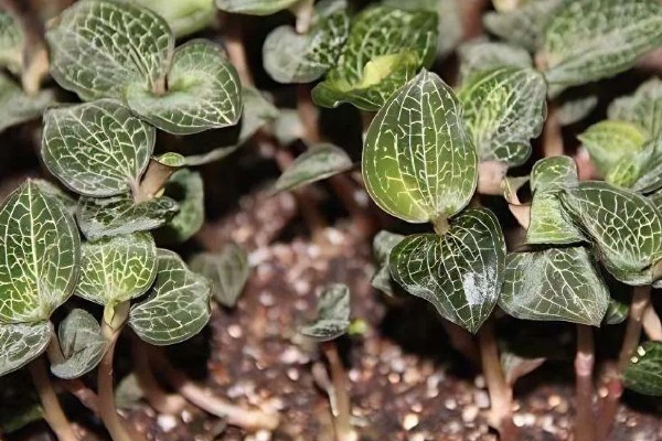 金线莲的种植方法，生长适温18-25℃