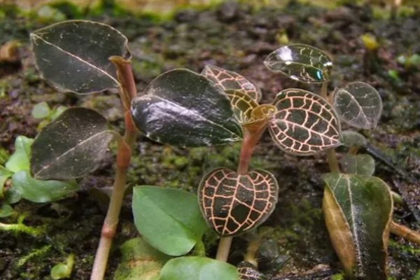 金线莲的种植方法，生长适温18-25℃