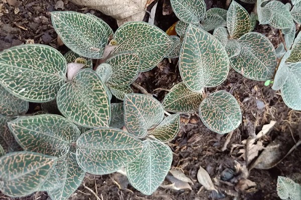 金线莲的种植方法，生长适温18-25℃
