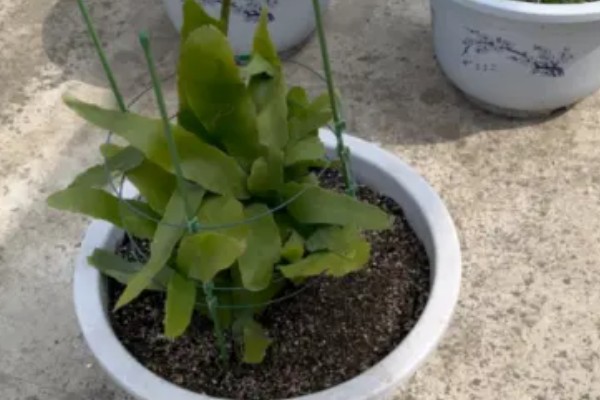 昙花如何诱芽，可以切割诱芽