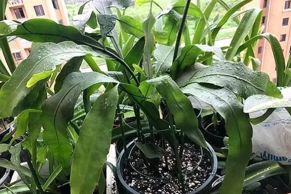 昙花如何诱芽，可以切割诱芽