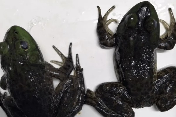 牛蛙歪头病用哪种药，可以先用氟苯尼考喷洒