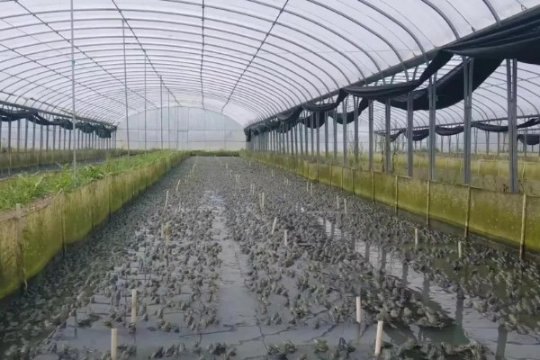 牛蛙歪头病用哪种药，可以先用氟苯尼考喷洒