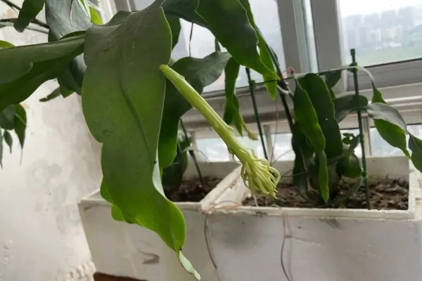 昙花如何诱芽，可以切割诱芽