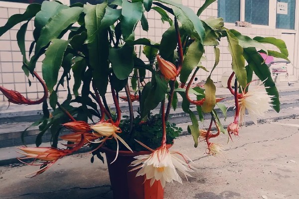 昙花如何诱芽，可以切割诱芽