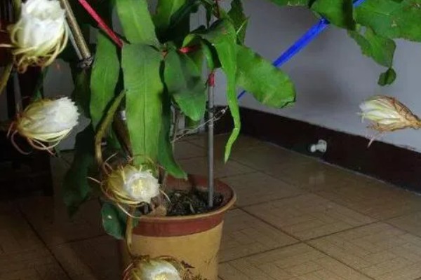 昙花如何诱芽，可以切割诱芽