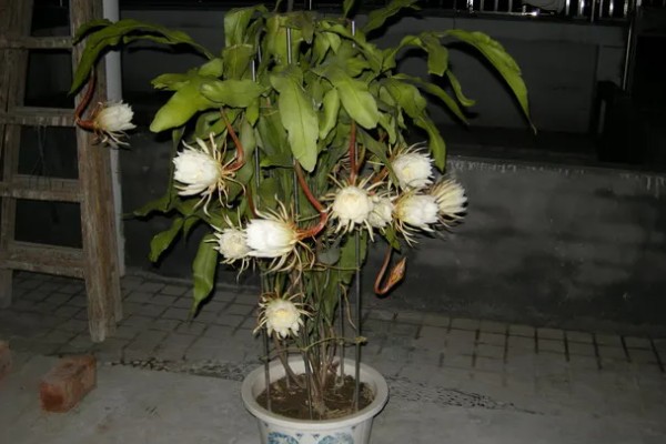 昙花如何诱芽，可以切割诱芽
