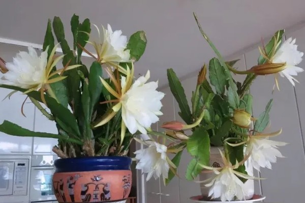 昙花如何诱芽，可以切割诱芽