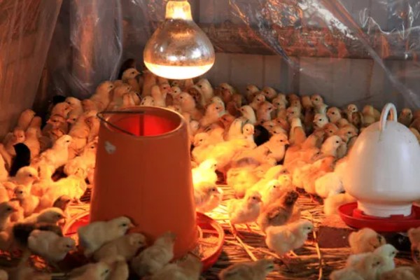 买回来的小鸡一直叫如何解决，处于饥饿状态时可饲喂米饭、玉米糊等食物