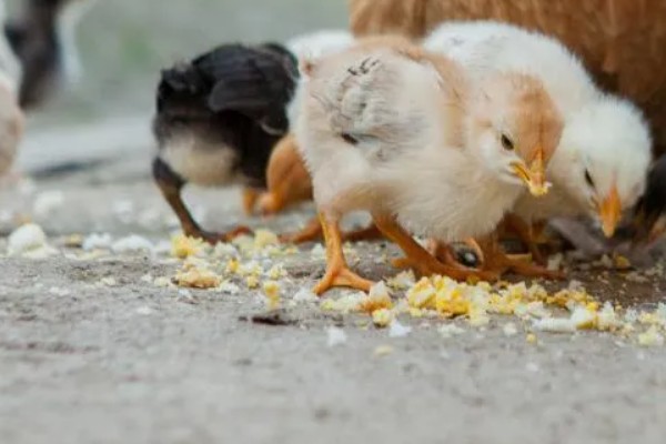 买回来的小鸡一直叫如何解决，处于饥饿状态时可饲喂米饭、玉米糊等食物