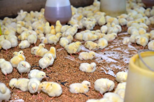 买回来的小鸡一直叫如何解决，处于饥饿状态时可饲喂米饭、玉米糊等食物