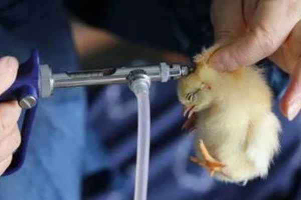 买回来的小鸡一直叫如何解决，处于饥饿状态时可饲喂米饭、玉米糊等食物