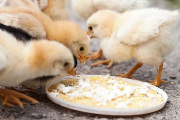 买回来的小鸡一直叫如何解决，处于饥饿状态时可饲喂米饭、玉米糊等食物