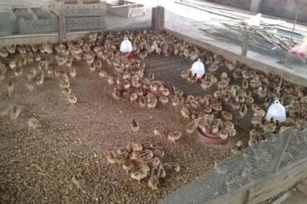 买回来的小鸡一直叫如何解决，处于饥饿状态时可饲喂米饭、玉米糊等食物