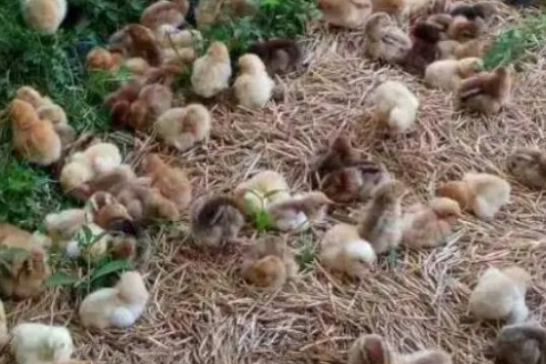 买回来的小鸡一直叫如何解决，处于饥饿状态时可饲喂米饭、玉米糊等食物