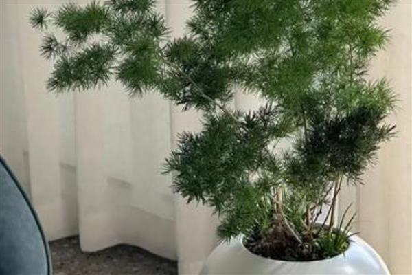 冬季蓬莱松的养殖方法，喜欢半阴的生长环境
