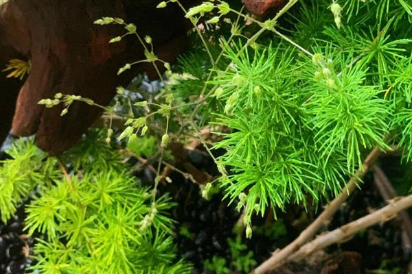 冬季蓬莱松的养殖方法，喜欢半阴的生长环境