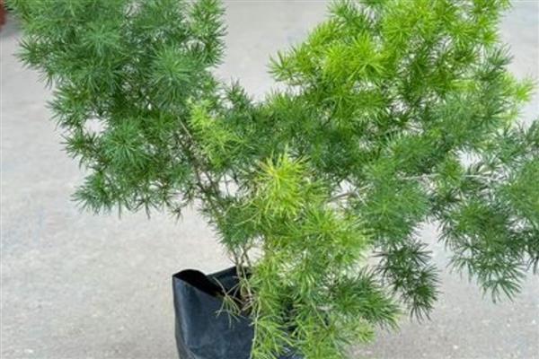 冬季蓬莱松的养殖方法，喜欢半阴的生长环境