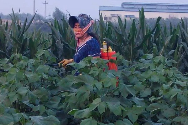 如何掌握缩节胺的用量，蕾期每亩用0.5-1克