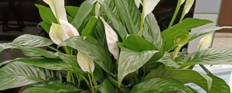 白掌叶子下垂的原因,可能是光照不足所致