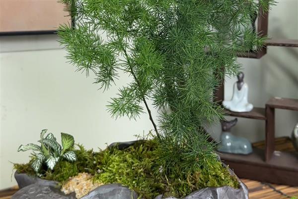 冬季蓬莱松的养殖方法，喜欢半阴的生长环境