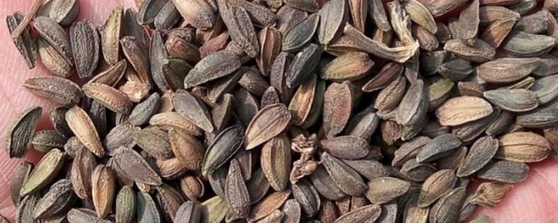 非洲菊种子的种植时间，可在春秋两季种植