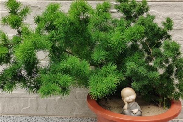 冬季蓬莱松的养殖方法，喜欢半阴的生长环境