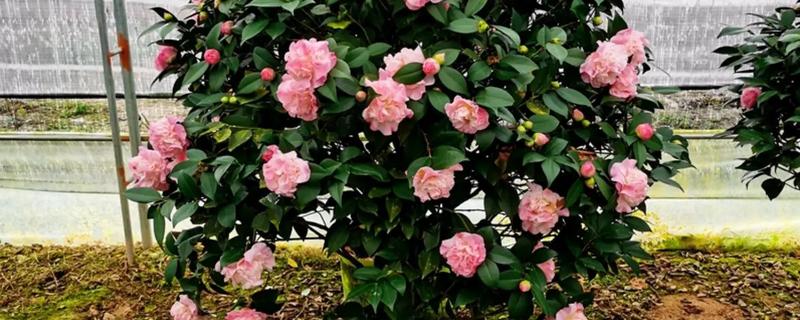 茶叶花怎么在家中养殖，放在向阳的环境中养护