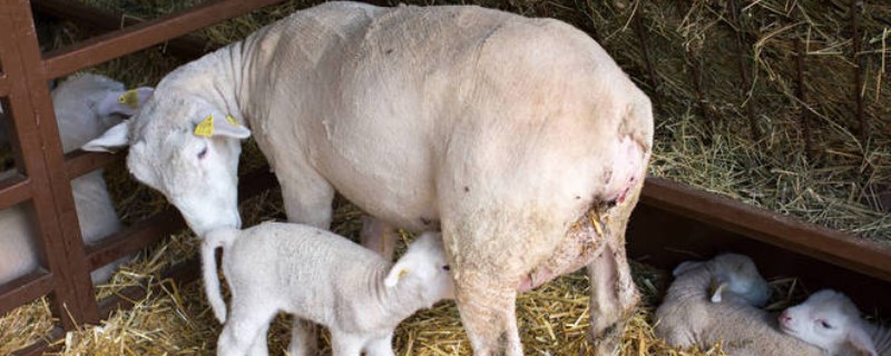 羊生产完的注意事项，需要为其进行清洗