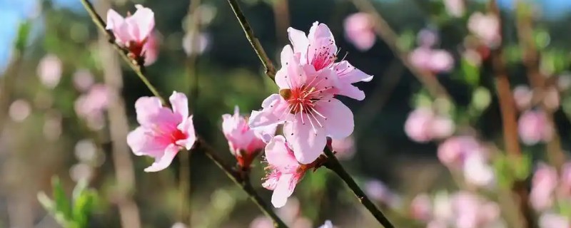 水蜜桃的花是什么颜色，是粉红色的