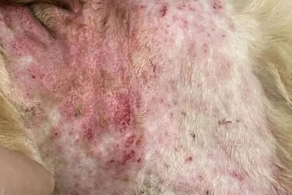 脓皮症的病因，由于自身免疫问题所致