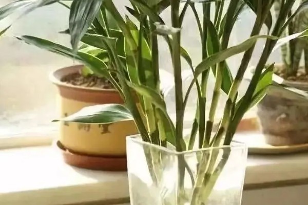 富贵竹生根后如何养，每隔10-15天换一次水