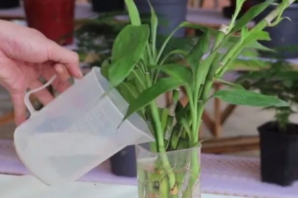 富贵竹生根后如何养，每隔10-15天换一次水