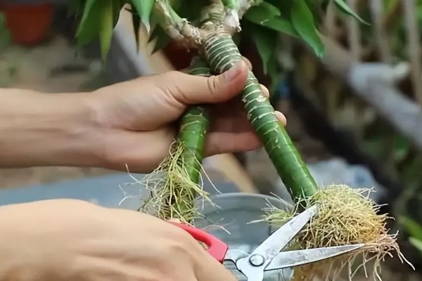 富贵竹生根后如何养，每隔10-15天换一次水