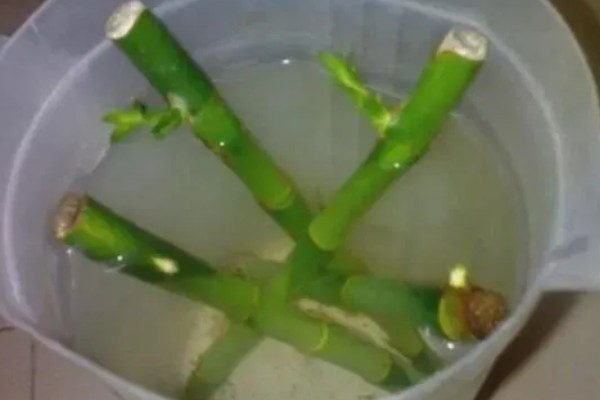 富贵竹生根后如何养，每隔10-15天换一次水