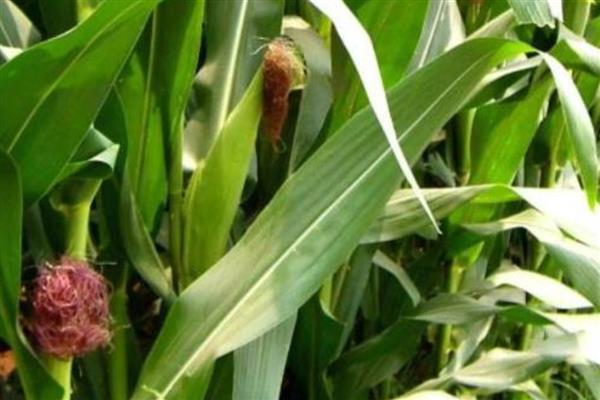 祥玉19玉米种介绍，株高约为304cm