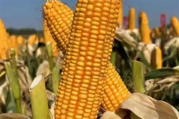 祥玉19玉米种介绍，株高约为304cm