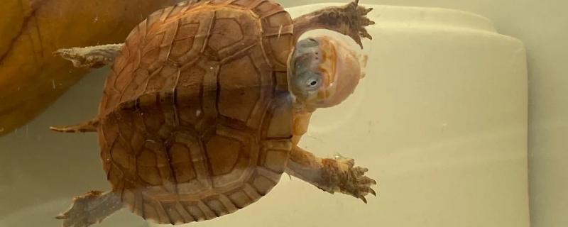 乌龟肺炎会传染吗，乌龟肺炎是会传染的