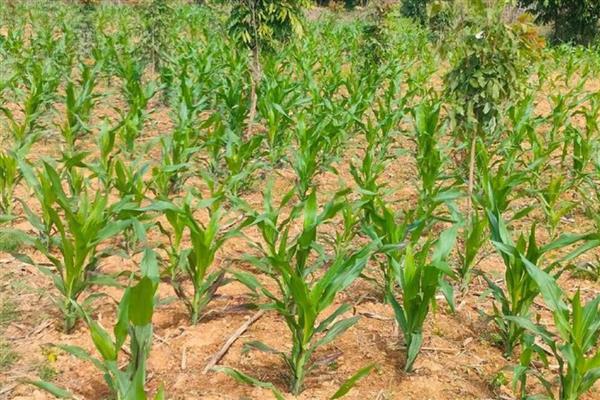 祥玉19玉米种介绍，株高约为304cm