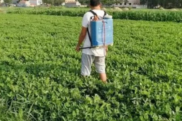 花生常见的病虫害及防治方法,常见的有褐斑病、黑斑病等