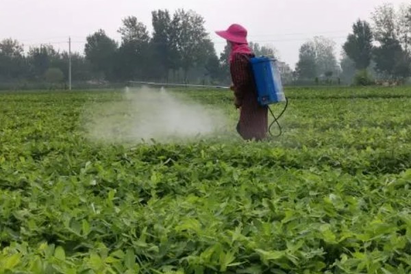 花生常见的病虫害及防治方法,常见的有褐斑病、黑斑病等