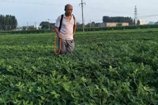 花生常见的病虫害及防治方法,常见的有褐斑病、黑斑病等