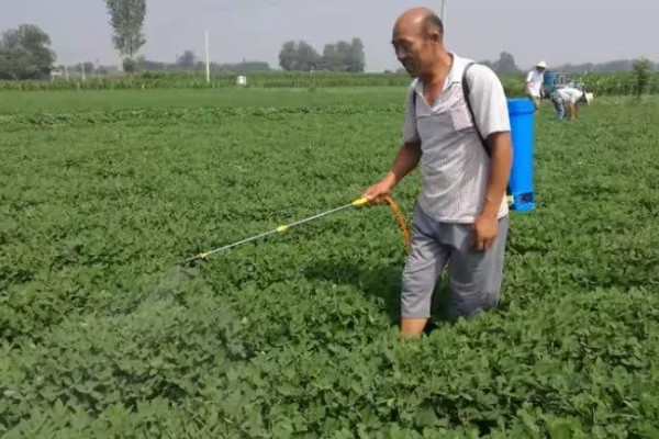 花生常见的病虫害及防治方法,常见的有褐斑病、黑斑病等