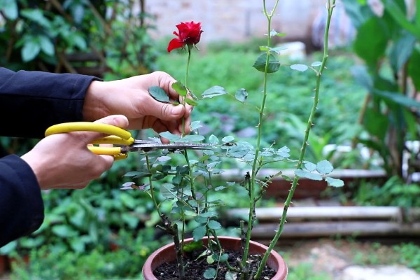 月季长绿色蚜虫怎么处理,可喷洒护花神、蚍虫林等