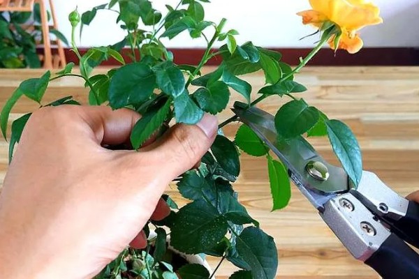 月季长绿色蚜虫怎么处理,可喷洒护花神、蚍虫林等