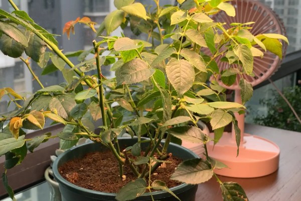 月季长绿色蚜虫怎么处理,可喷洒护花神、蚍虫林等