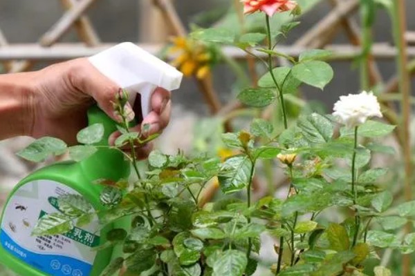 月季长绿色蚜虫怎么处理,可喷洒护花神、蚍虫林等