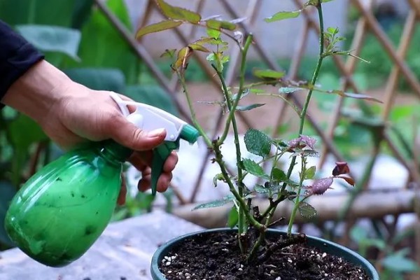 月季长绿色蚜虫怎么处理,可喷洒护花神、蚍虫林等
