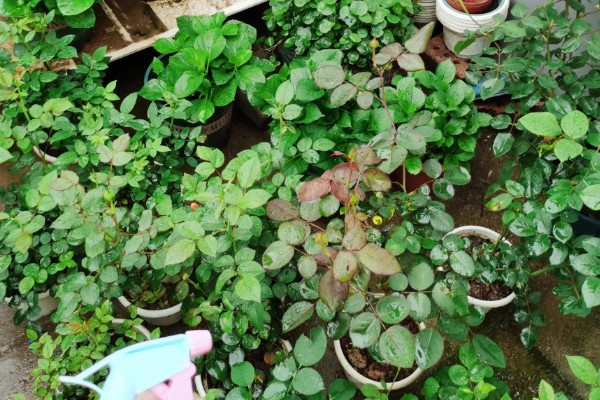 月季长绿色蚜虫怎么处理,可喷洒护花神、蚍虫林等