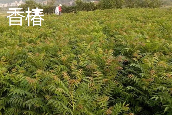 农村致富新种植项目，可种植金线莲、香榧等